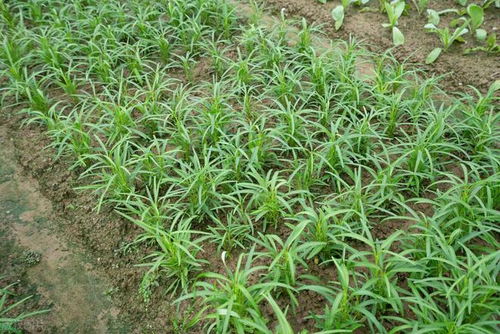 豆角苦瓜， 不怕雨不怕热