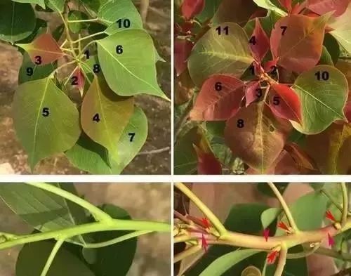 乌桕树叶子变红之谜
