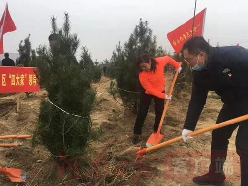 冬日里 南阳市千人共赴植树之旅
