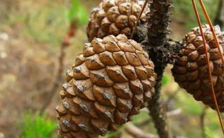 五角枫种子播种小秘密