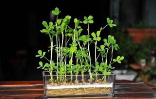 夏天种榆树， 注意事项多