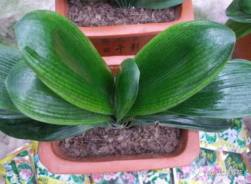 液体肥料，营养又全面