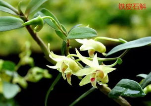 一、花草上的珍珠究竟指的是什么？