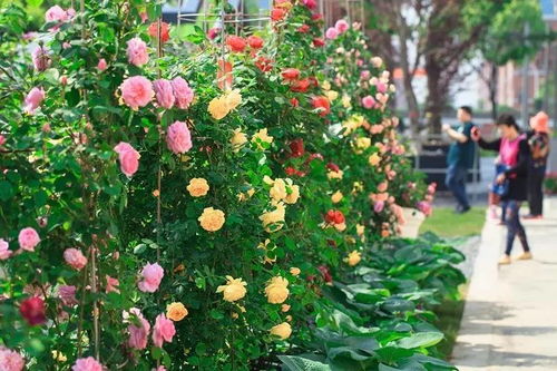 萨尔玛公主月季：美丽绽放的传奇花种