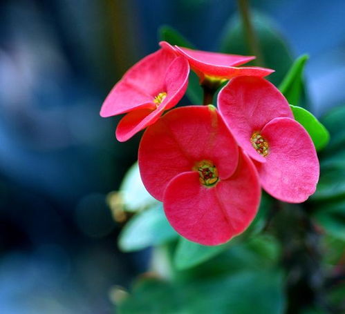 虎刺梅冬养：避寒风