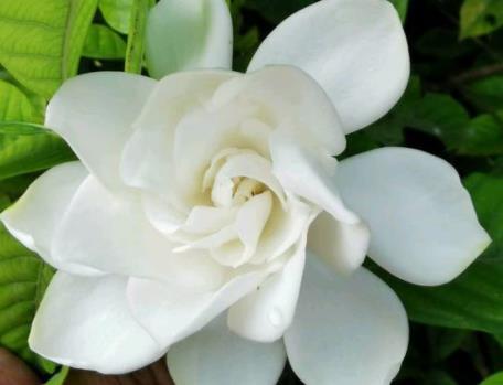 栀子花好养吗？这样养栀子花