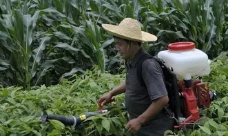 韭菜杀菌剂和杀虫剂，Neng一块儿用吗？会不会闹出啥事儿？