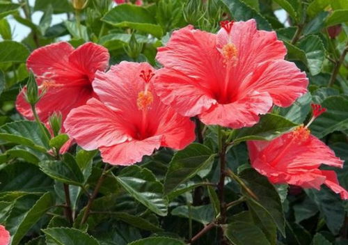 施肥的哲学：施肥是不是越勤快越好？