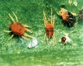 红蜘蛛怎么去除呢？