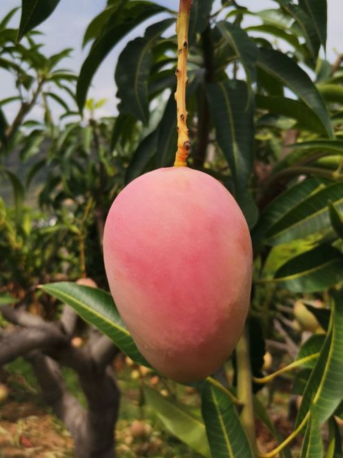 香园果，色泽鲜艳
