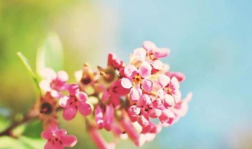 三、 熏衣草的寓意：等待爱情