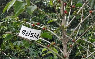 冬天龙须树断叶及叶面枯萎的烦恼