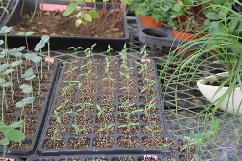 育苗实操指南：别让幼苗早早离开你