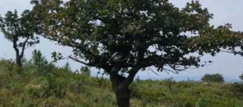 春季植树的选择