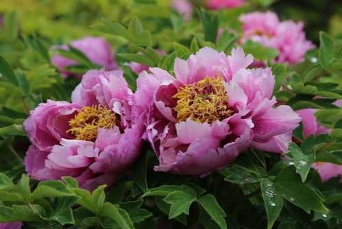 牡丹花如何养殖才能保证花朵鲜艳且花期长