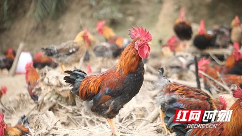 苗木滞销， 春天里的等待