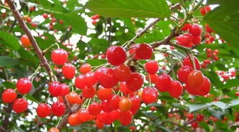 樱桃树种植方法与要点