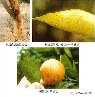 柑桔（T