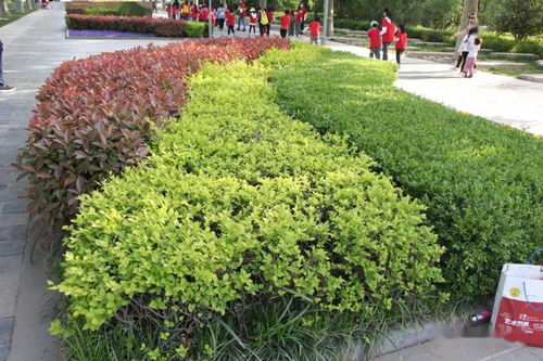 园艺的魔法：形态的变奏曲