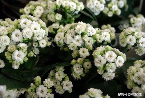 抖音上的开花秘诀