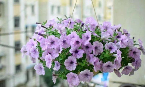 二、 剪枝补肥，新花苞冒头