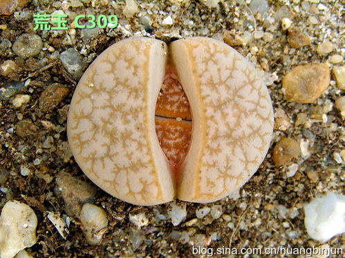 生石花蜕皮，如何实现高效繁殖