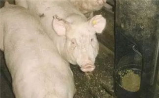 猪不吃饲料可能是由于多种原因导致的