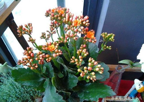 长寿花喜光照充足，耐旱怕涝