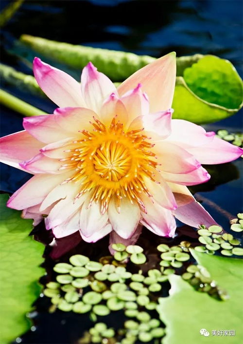 东北大地的睡莲情