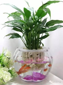 有哪些水养植物适合室内养护，既美观又好养活