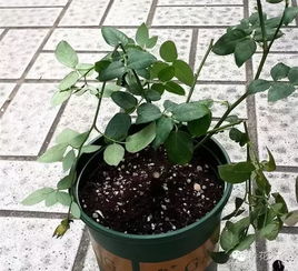 注意养护， 促进恢复