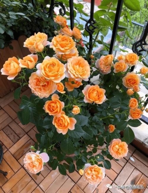 果酱月季：耐热耐晒的阳台佳选