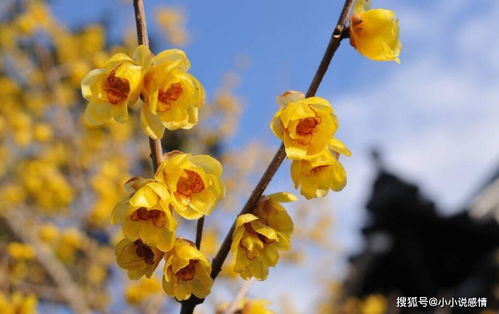 镇宅招财，红梅还是腊梅？