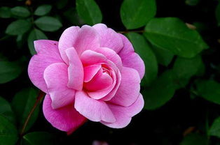 月季花过冬，施肥后的保护之道