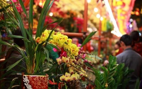 东北严寒下的花苗养护，你真的了解吗？