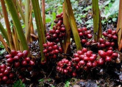 薏米的南北种植差异