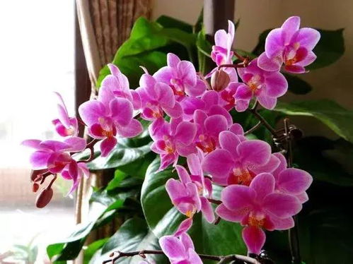 夏天高温季节，如何养殖蝴蝶兰，延长花期，生长旺盛？