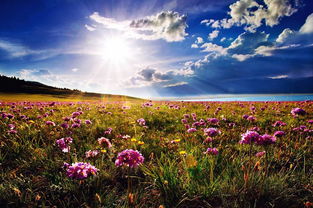 格桑花：塔克拉玛干边缘的防风林带，锁住流沙