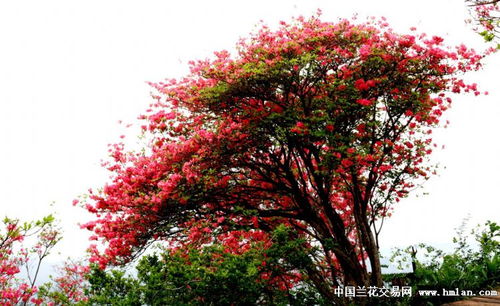 杜鹃花的魅力与拉萨的气候