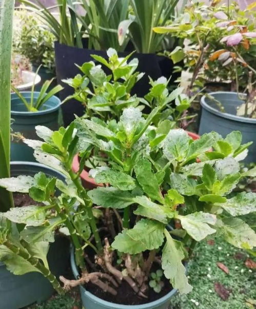 北京种花总是养不活，我咋就这么倒霉呢？