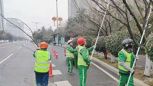 透明袋当ICU， 保护树儿平安