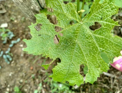 怎么治？哪种药Zui灵？