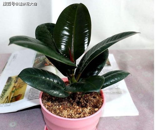 土壤的酸碱度与桑树生长