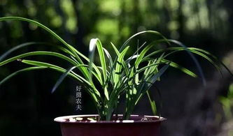 植料消毒， 防患于未然