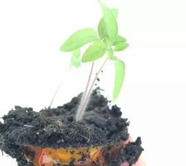 ① 浸种要学泡温泉