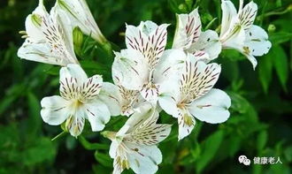 白百合花：纯洁高雅，爆款花卉之选