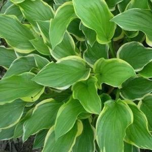 室内养护，金边玉簪行不行？