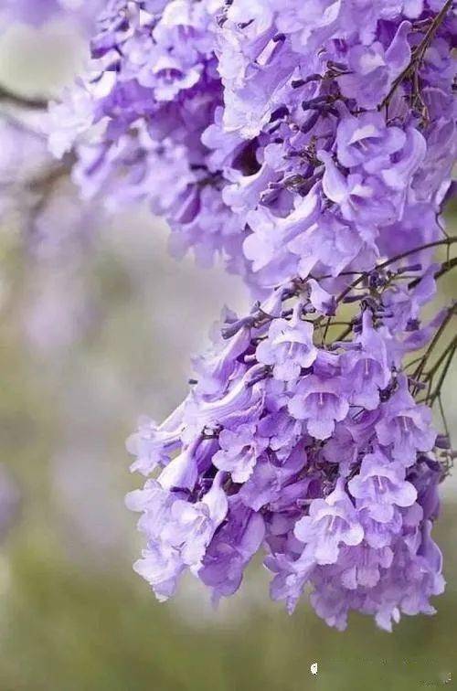 海桐花的花语是传递爱与美的象征，那么请问海桐花如何表达我对你的深情与美好祝愿呢