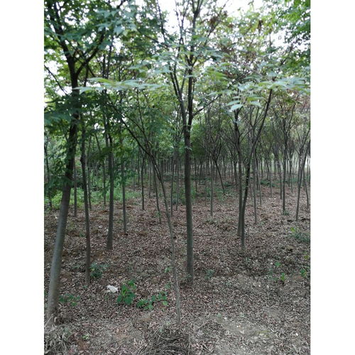 朴树苗的培育步骤