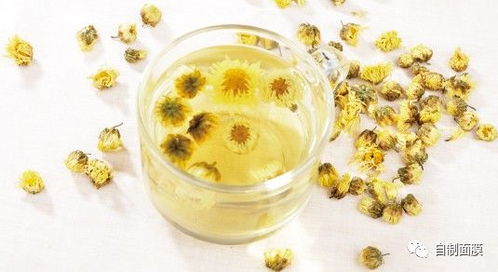 夏日菊花茶做法，如何轻松自制一杯清甜菊花茶呢